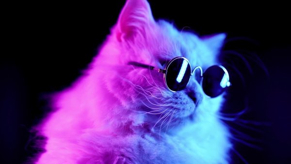 Неоновый кот в очках