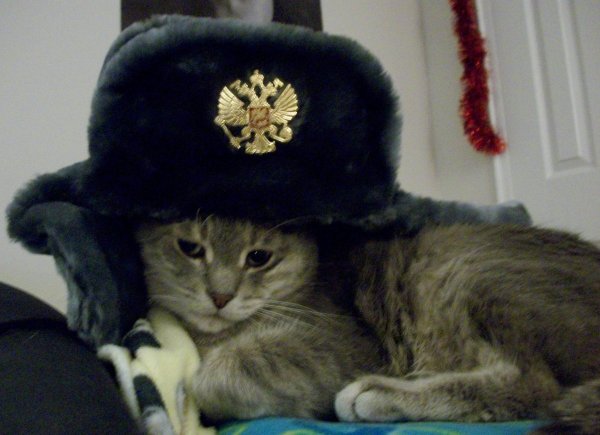 Коты в шапке ушанке