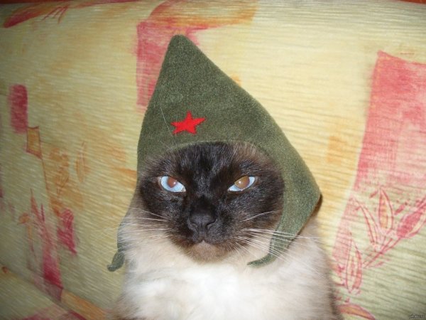 Коты в военной шапке