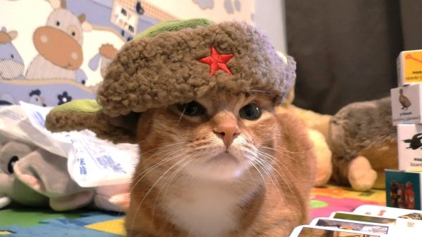 Кот в шапке ушанке на фоне ссср