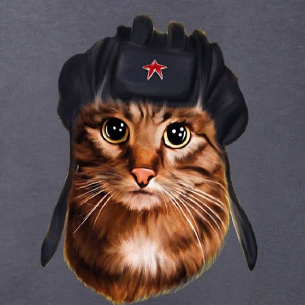 Котик в каске военной