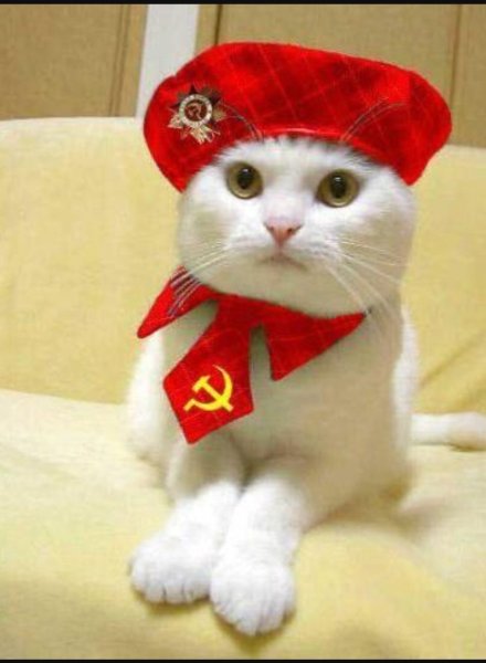Кот в шапке СССР