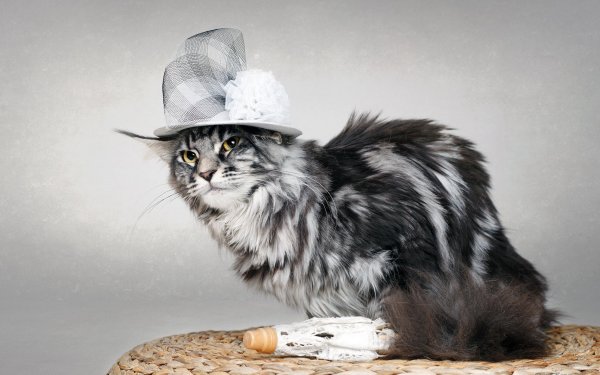 Кошка в шляпе