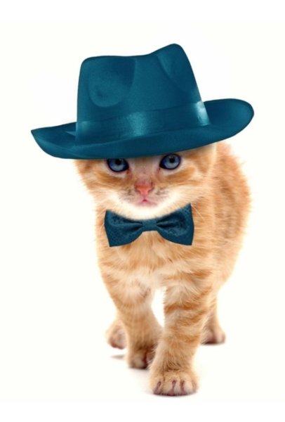 Кошка в шляпе