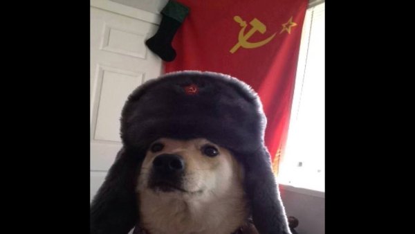 Собака в ушанке СССР