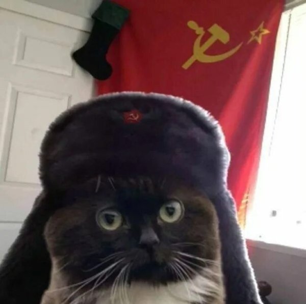 Кот в шапке ушанке СССР