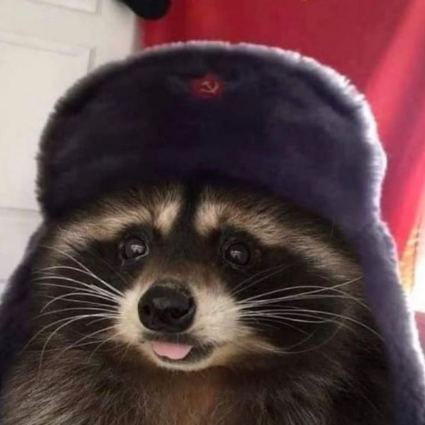 Енот в шапке СССР
