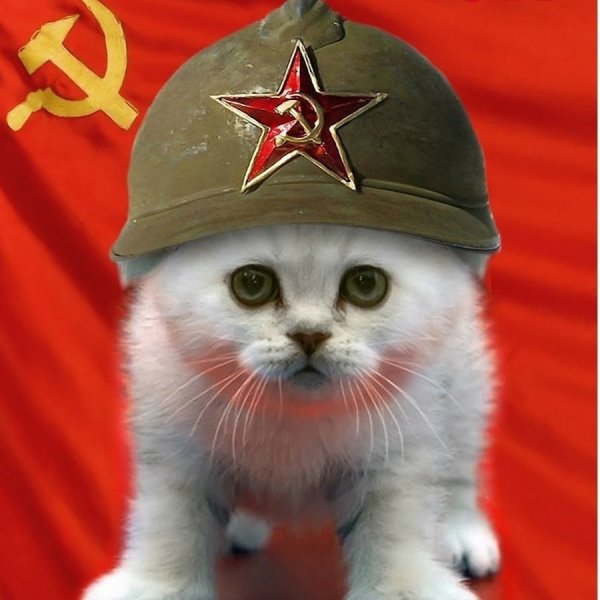 Котик в шапке СССР