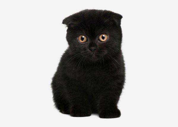 Вислоухий кот британец черный