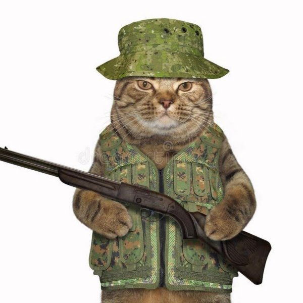 Котик с ружьем