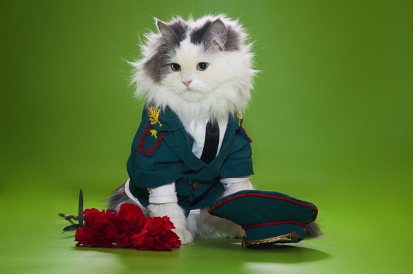 Котенок в военной форме