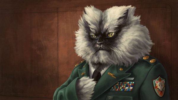 Боевой кот