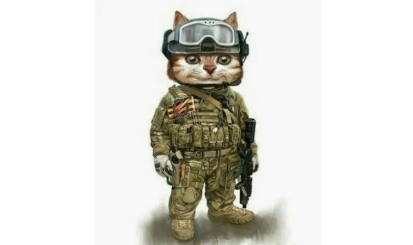 Котик солдат