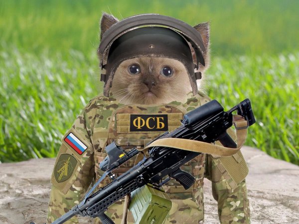 Котик в военной форме