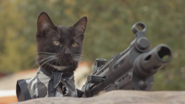 Вооруженный кот