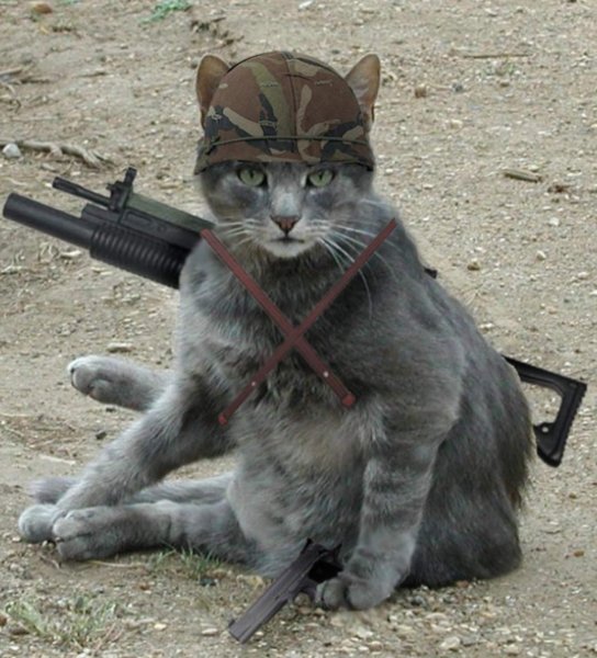 Вооруженный кот