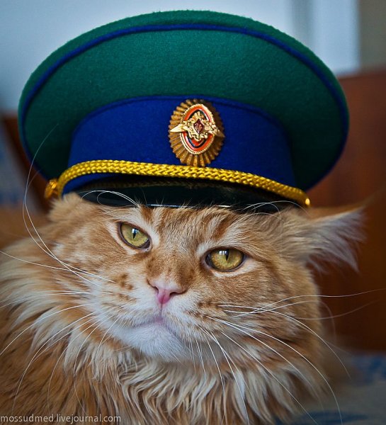 Котик в военной форме