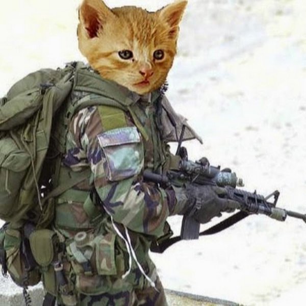 Кот спецназовец