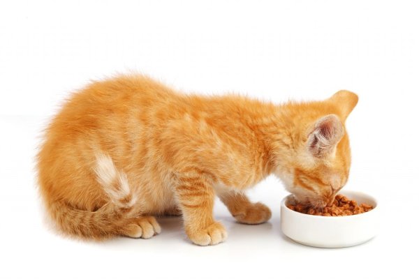 Рыжий котенок ест из миски