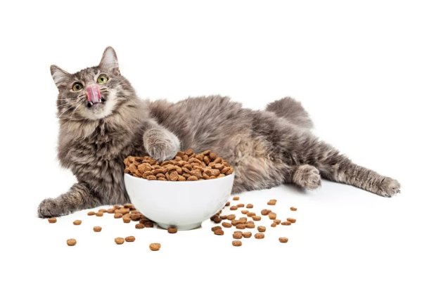 Cat food корм для кошек