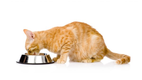 Рыжий кот ест кошачий корм