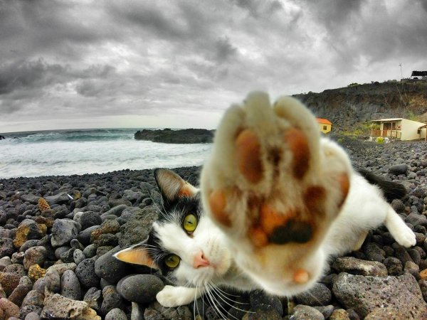 Котенок на фоне моря