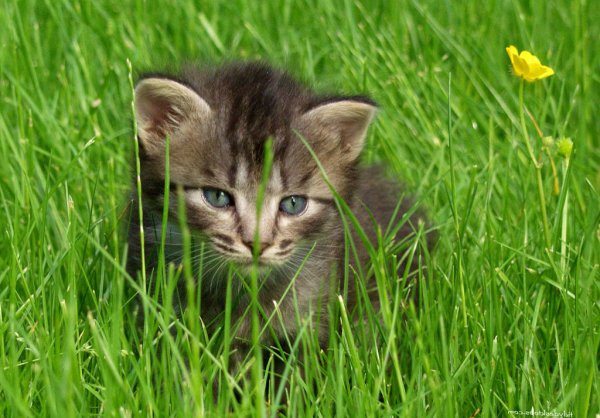 Котенок на фоне травы
