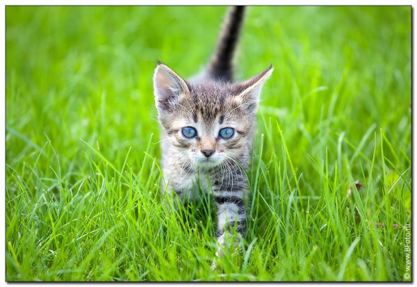 Серый котенок в траве