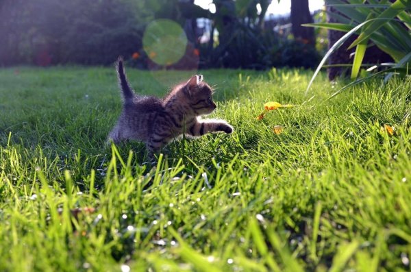Котик в траве