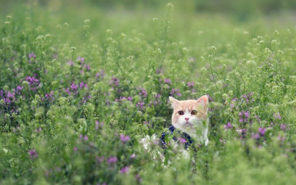 Котики на природе летом