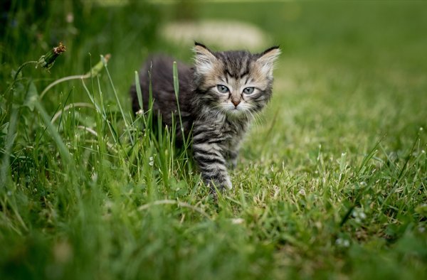 Милые котики на траве
