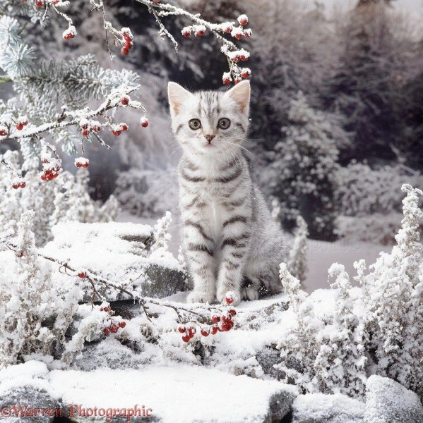 Котенок на фоне зимы