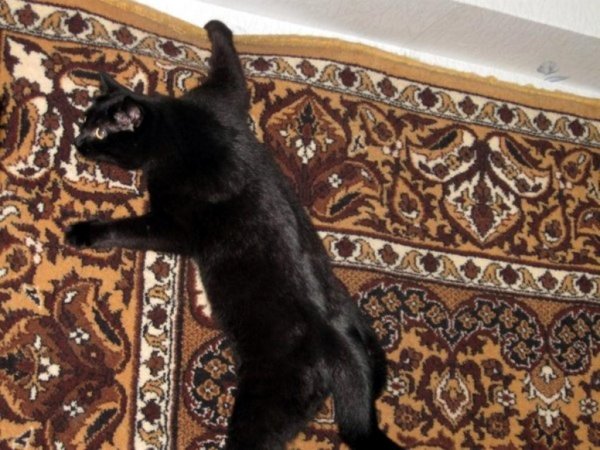 Кот на ковре на стене