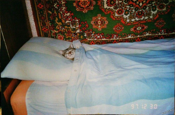 Кот в кровате под одеялом