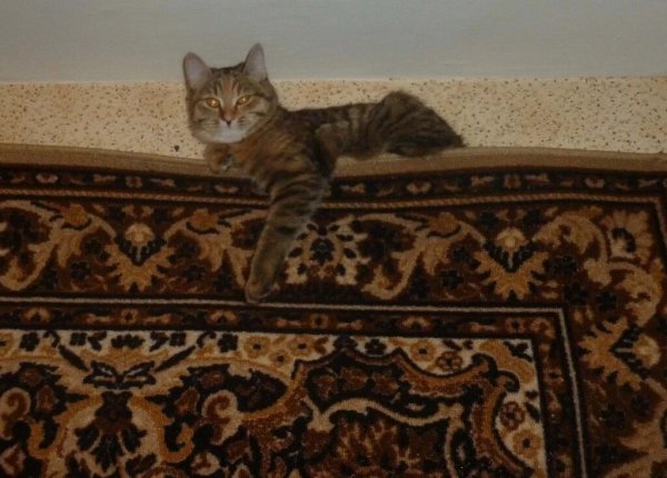 Кот на ковре на стене