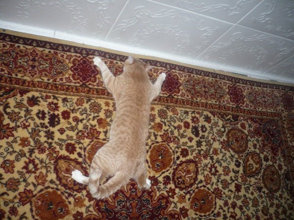 Коты на ковре