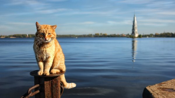 Коты на фоне петербурга