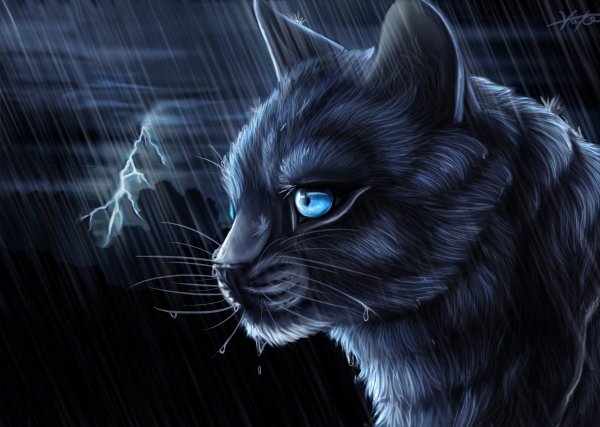 Коты Воители чёрный кот с голубыми глазами