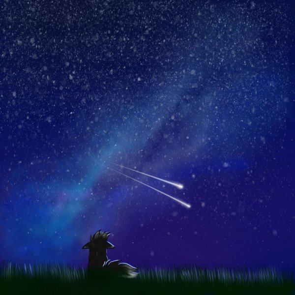 Ночь звездное небо коты Воители