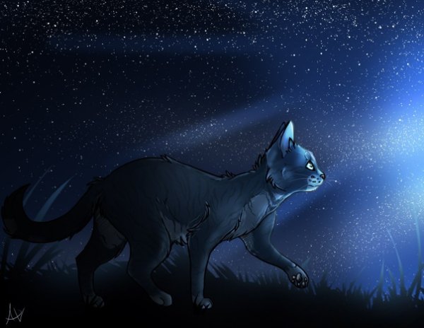 Коты Воители синяя звезда в реальной жизни