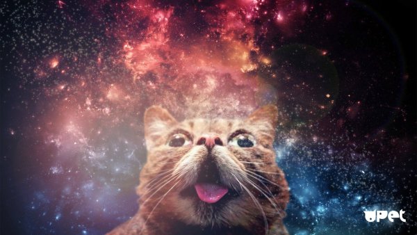Котик на фоне космоса