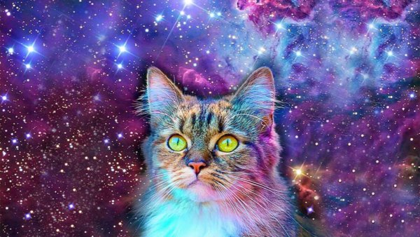 Красивый космический кот