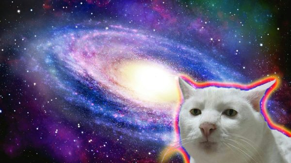 Коты на фоне космоса