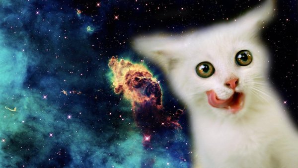 Смешные коты в космосе