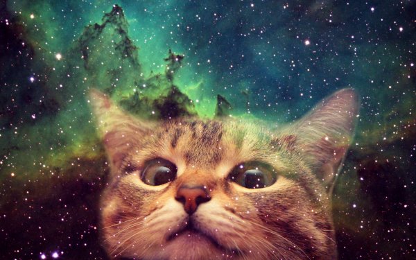 Котята на фоне космоса