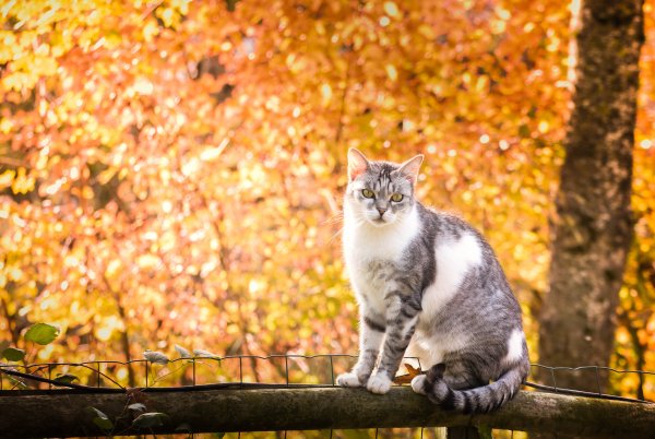 Котик на фоне осени