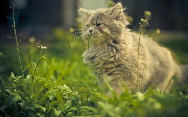Котик на фоне природы