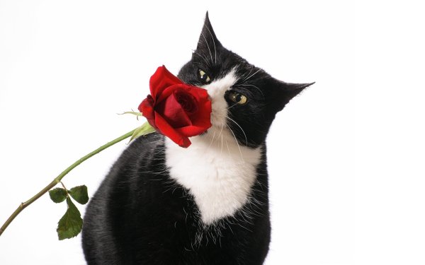 Котик на фоне роз