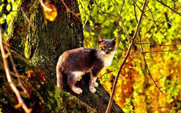 Коты в лесу