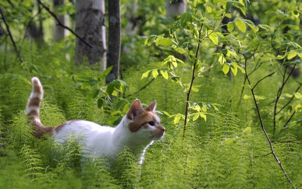 Котики на фоне леса